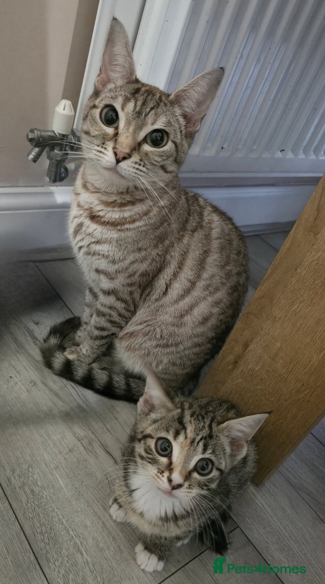 Mixed Breed cats for sale: Little Kitten Looking for a Loving Home! 💕 - Image 7
