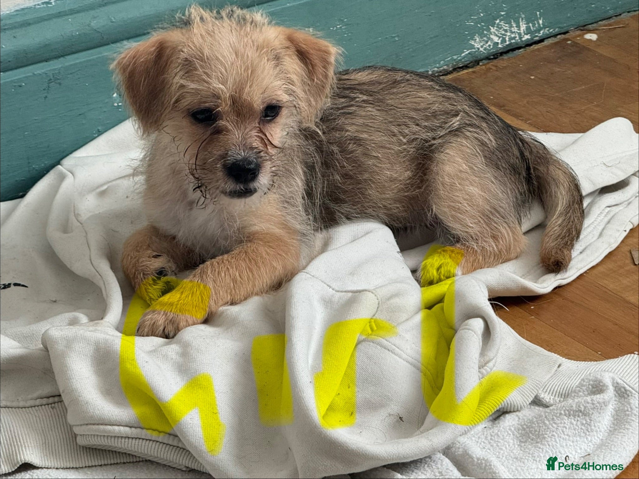 Mixed Breed dogs Bichon frise x shihtzu both injections given - Advert 1