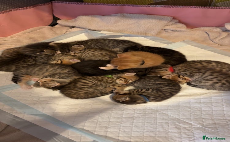Mixed Breed cats - Advert 3