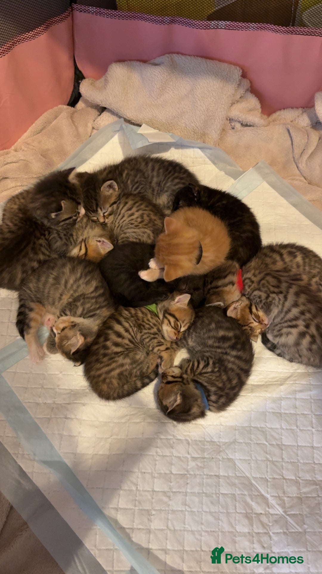 Mixed Breed cats for sale: 9 Mixed Bengal Kittens For Sale - Image 1