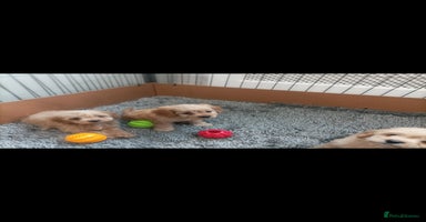 Cavapoo dogs - Advert 3