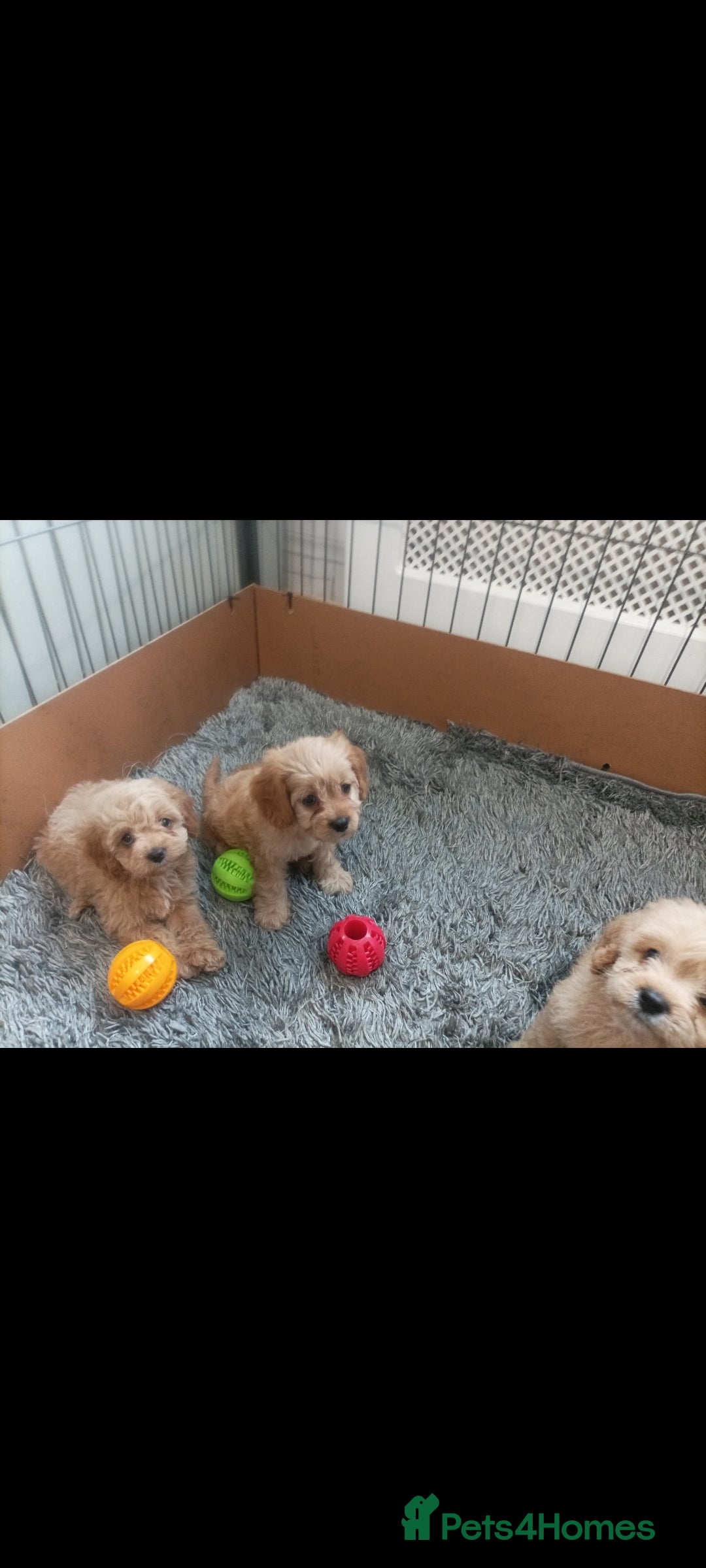 Cavapoo dogs for sale: Cavapoo puppies  - Image 3