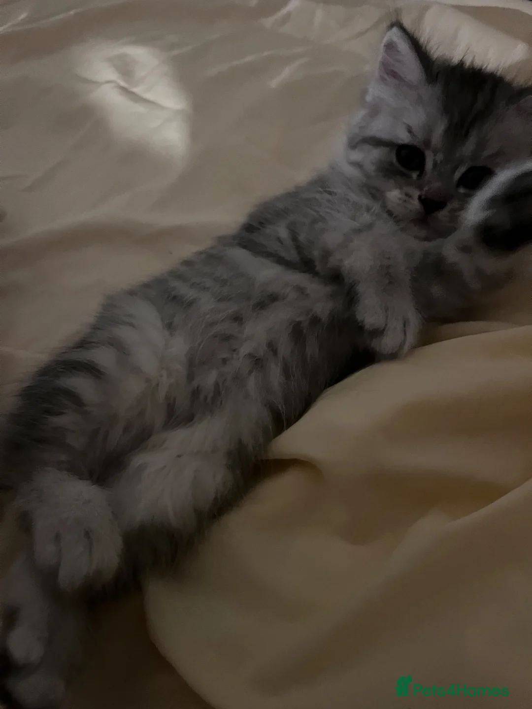 Persian cats for sale: Simply Stunning Persian Kittens  in Warrington - Advert 17