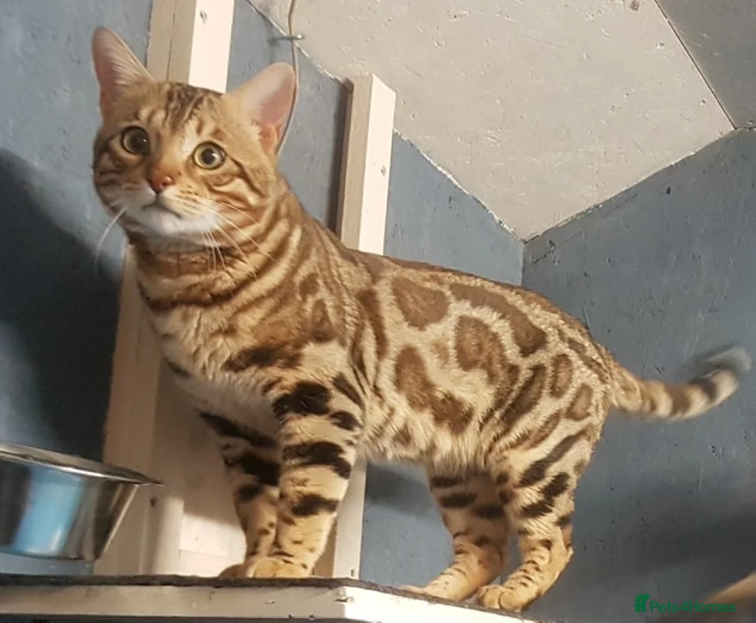 Bengal cats for stud: Quality T.I.C.A reg Bengal for stud SCOTLAND - Advert 2