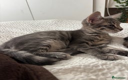 Bengal cats for sale: Half breed Bengal kittens for sale - Image 2
