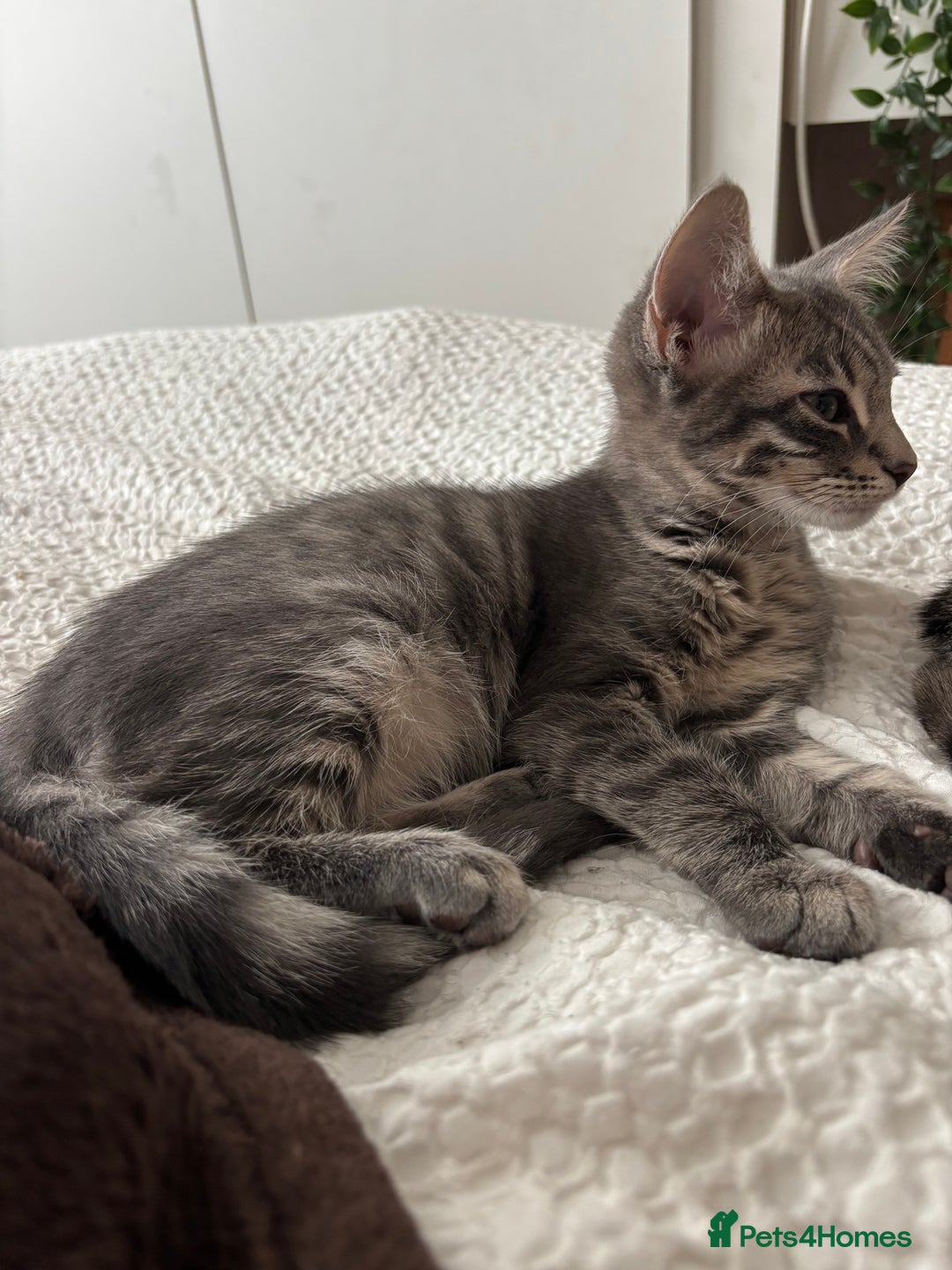 Bengal cats for sale: Half breed Bengal kittens for sale - Image 2
