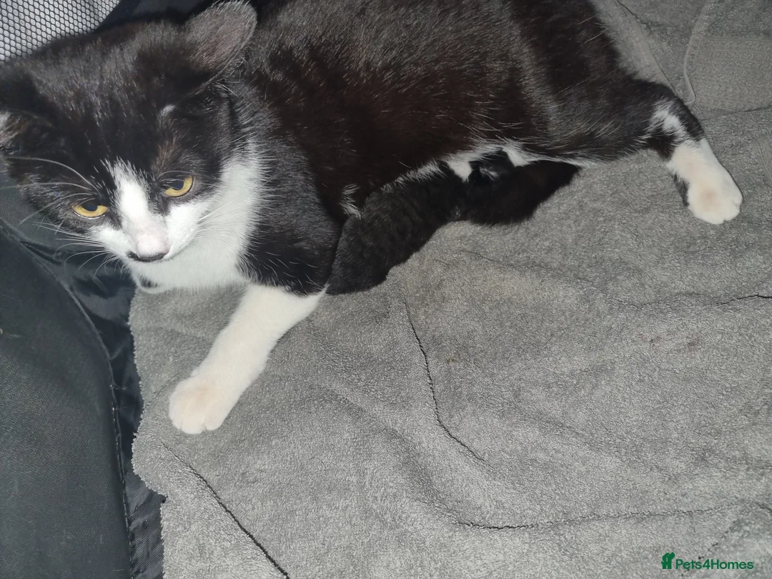 Domestic Shorthair cats for sale: Black and white boy kitten in Spalding - Advert 1