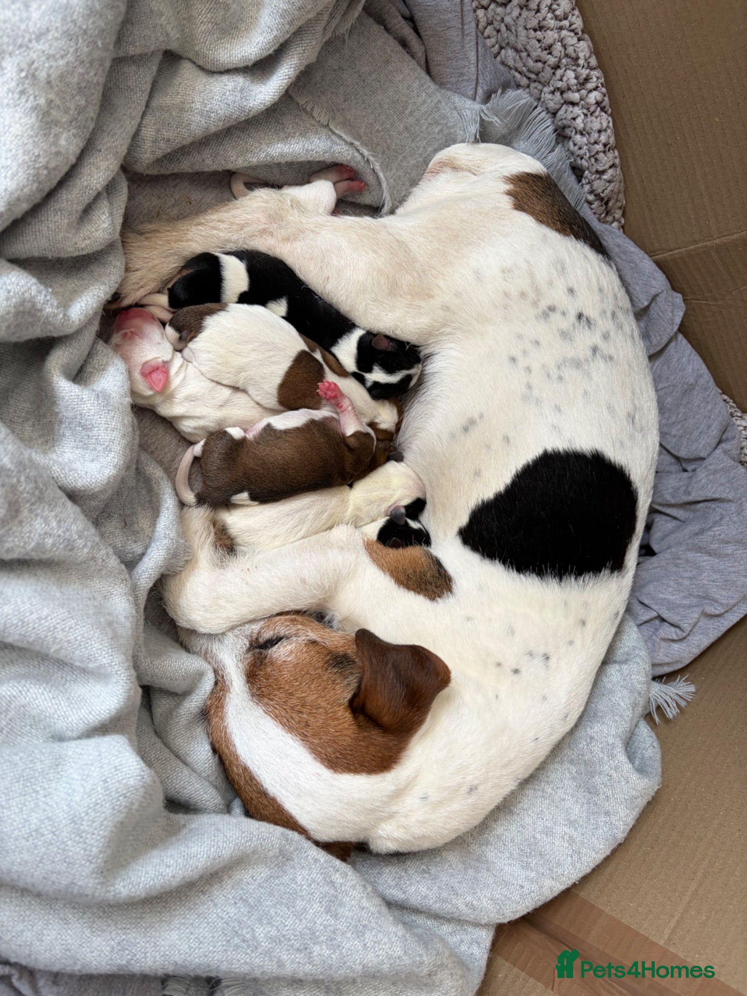 Jack Russell dogs Beautiful litter of 7 amazing Jack Russel puppies - Advert 2