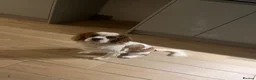 Cavalier King Charles Spaniel dogs for sale: 5 beautiful cavalier puppies - KC registered - Advert 22