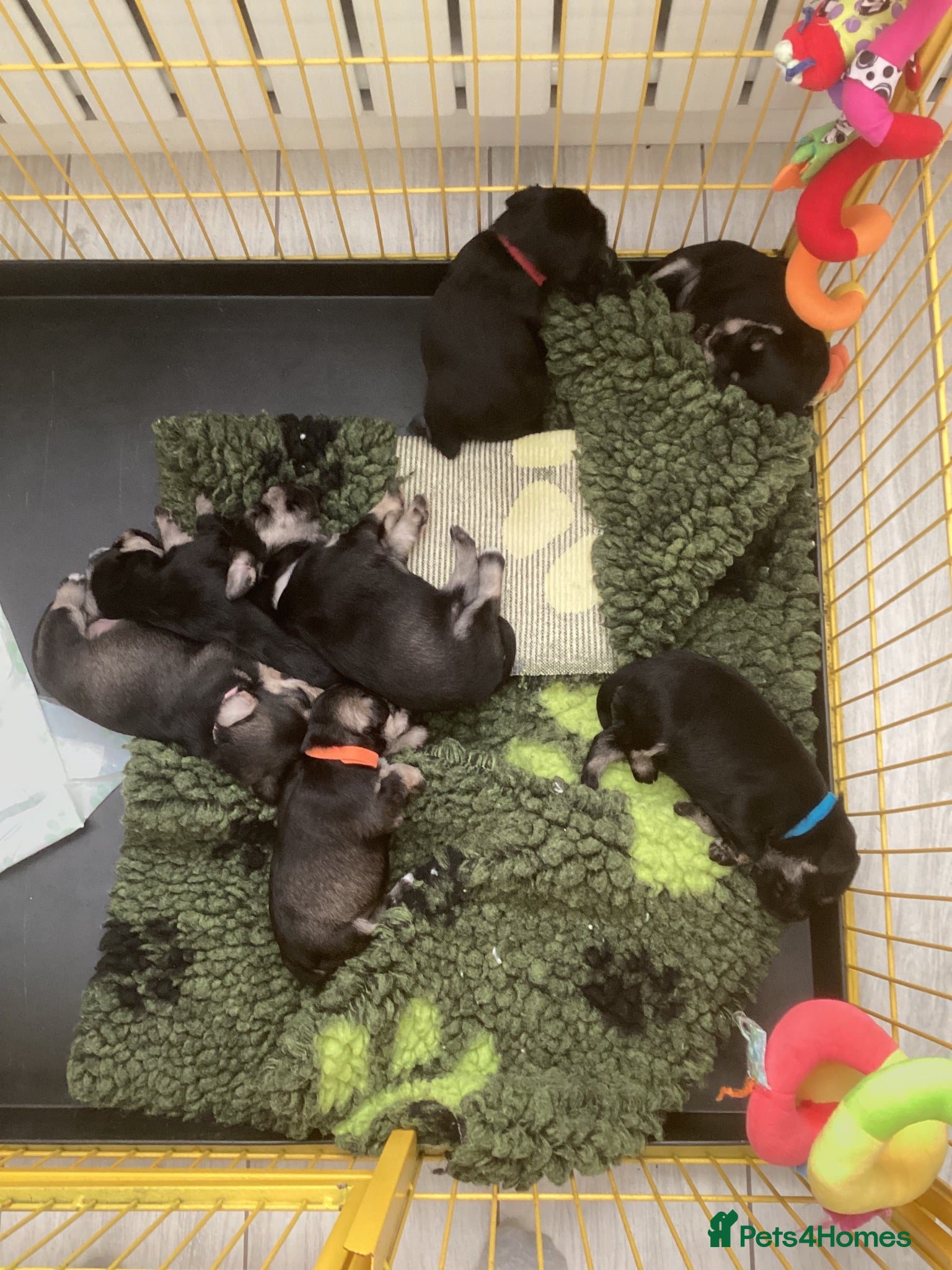 Miniature Schnauzer dogs Council licensed 5* Mini Schnauzer Breeders - Advert 2
