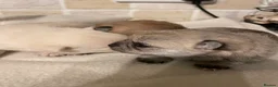 Pomchi dogs for sale: Pomchi puppies - Advert 31