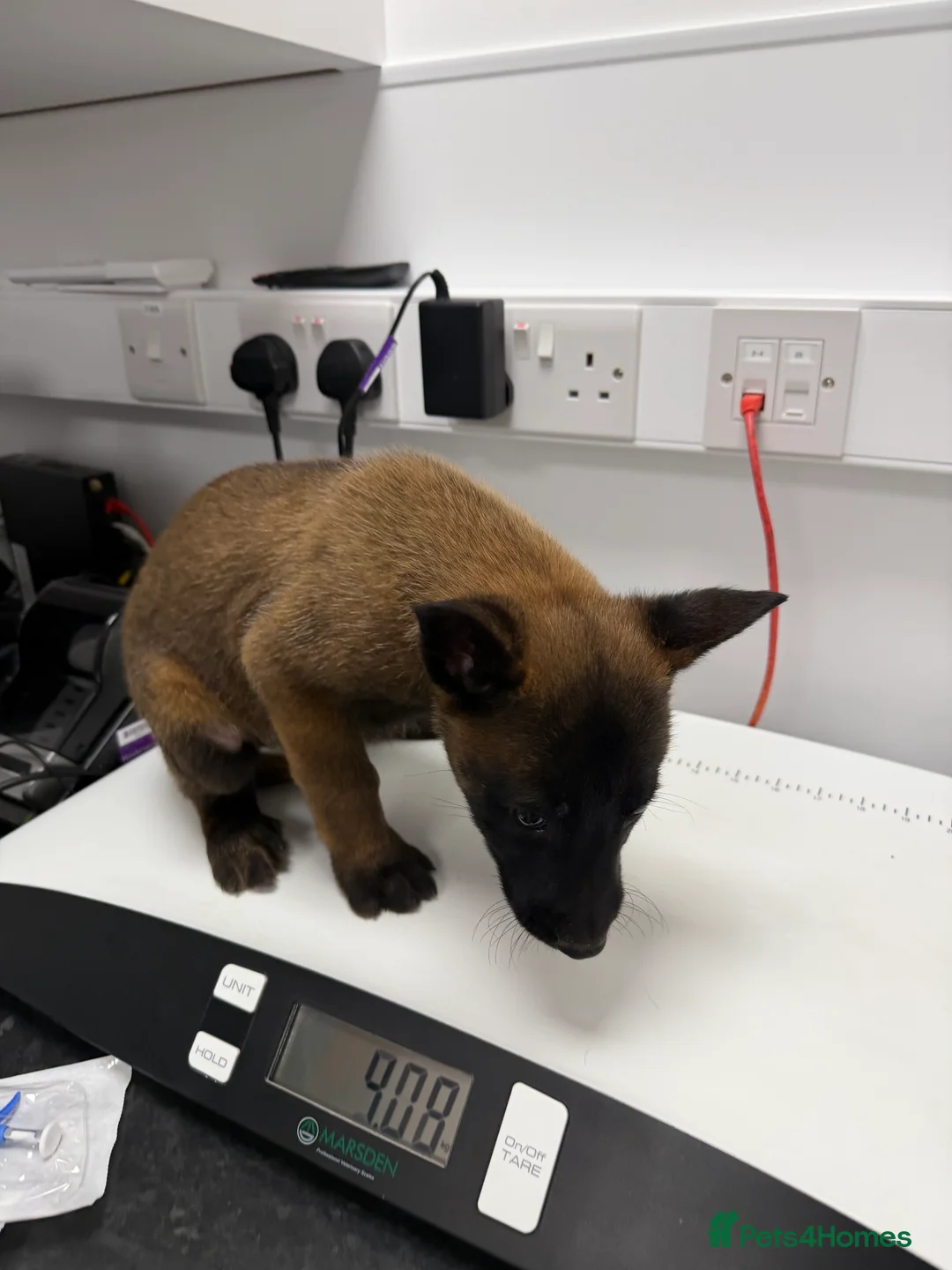 Belgian Shepherd Dog dogs for sale: Two Lovely Male Puppies Looking for Forever Homes in Milton Keynes - Advert 2