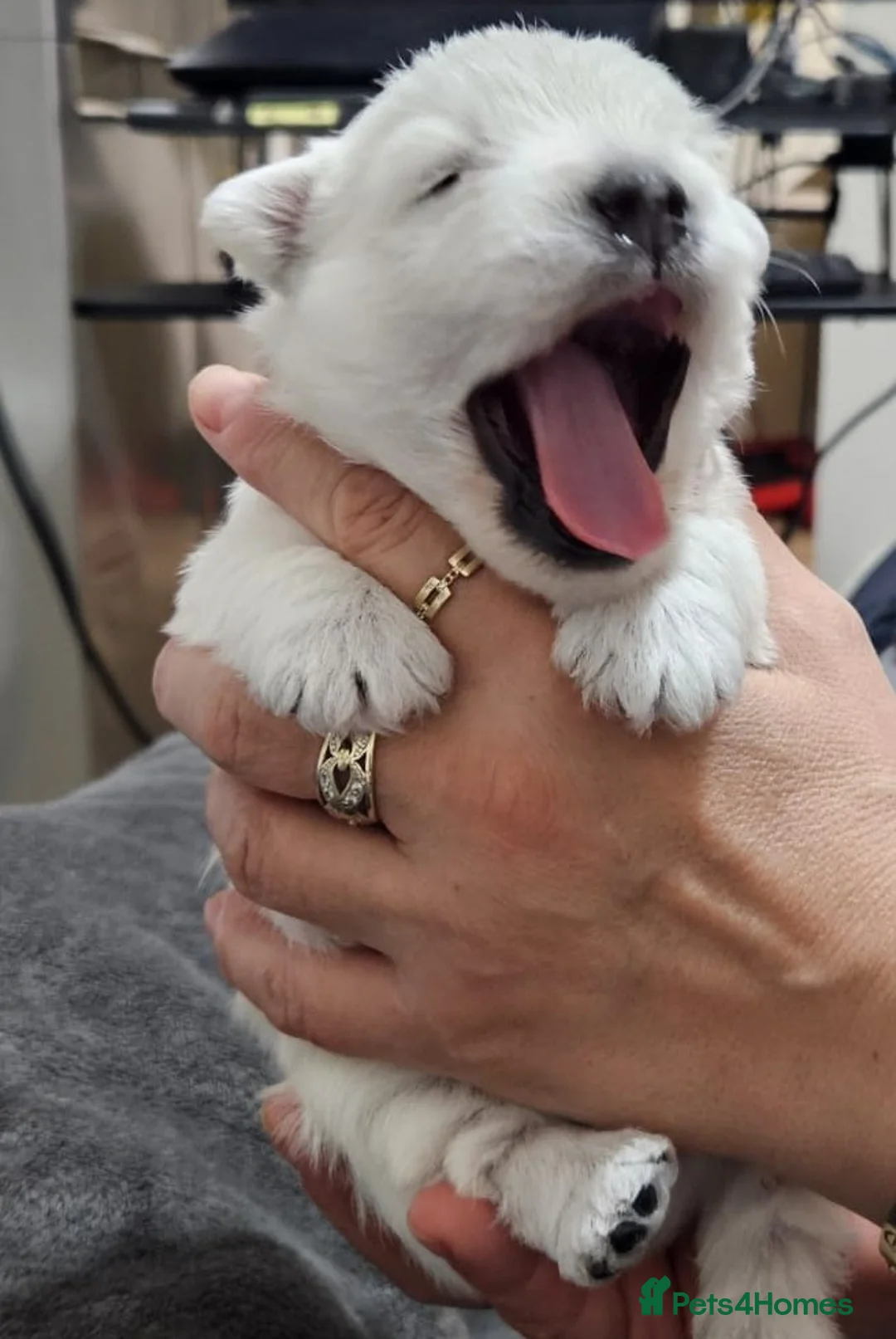 West Highland Terrier dogs for sale: Available now! - Advert 4