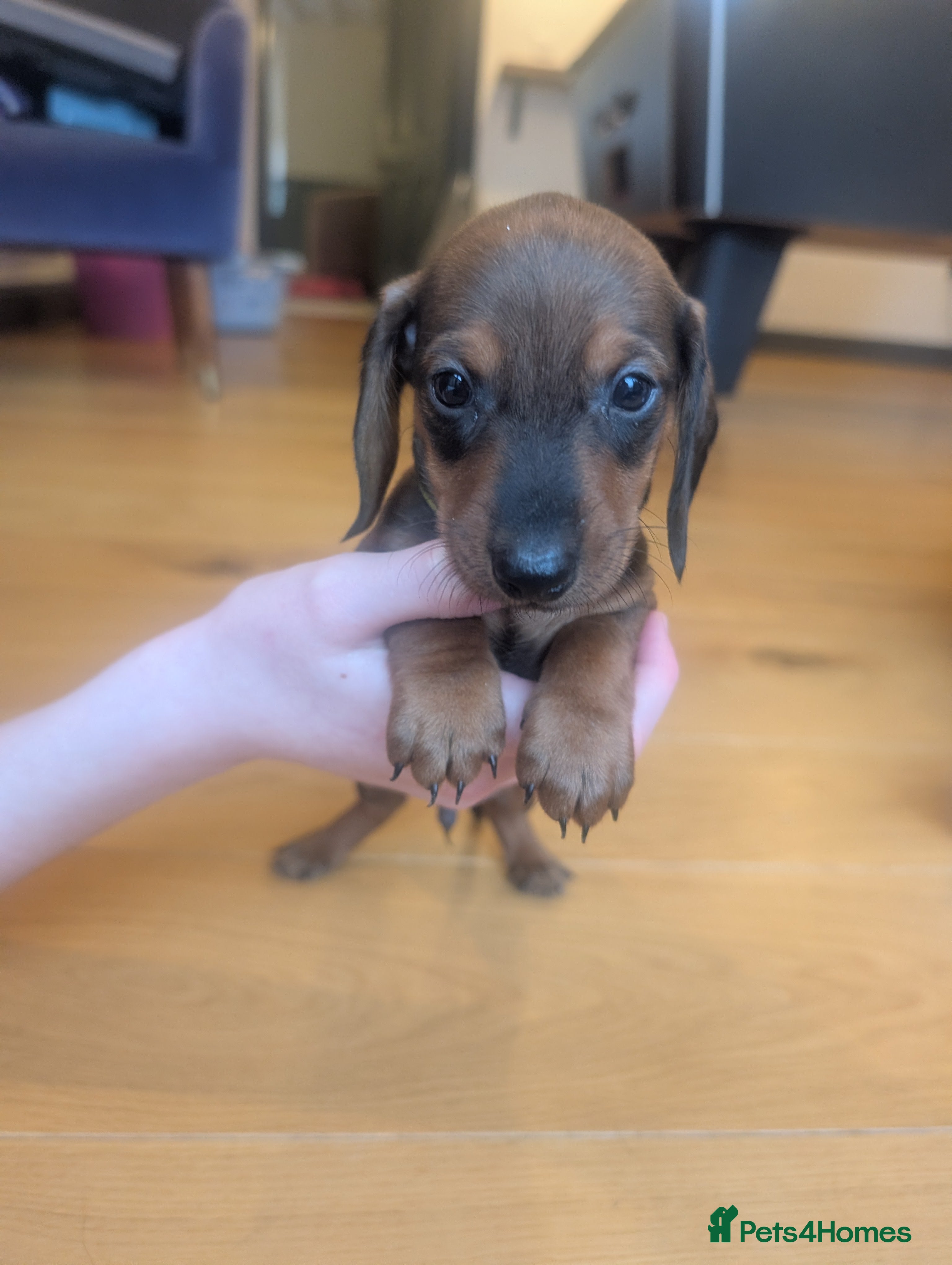 Miniature Dachshund dogs Last two Mini Dachsunds available - ready Friday!  - Advert 7