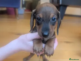 Miniature Dachshund dogs Last two Mini Dachsunds available - ready Friday! - Advert 6