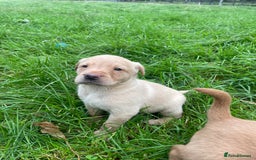 Labrador Retriever dogs for sale: 🐶 8 Gorgeous KC Labrador Puppy’s 🐶 - Image 11