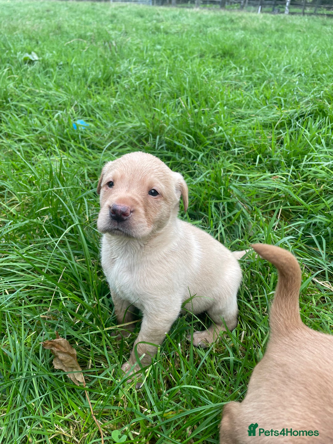 Labrador Retriever dogs for sale: 🐶 8 Gorgeous KC Labrador Puppy’s 🐶 - Image 11