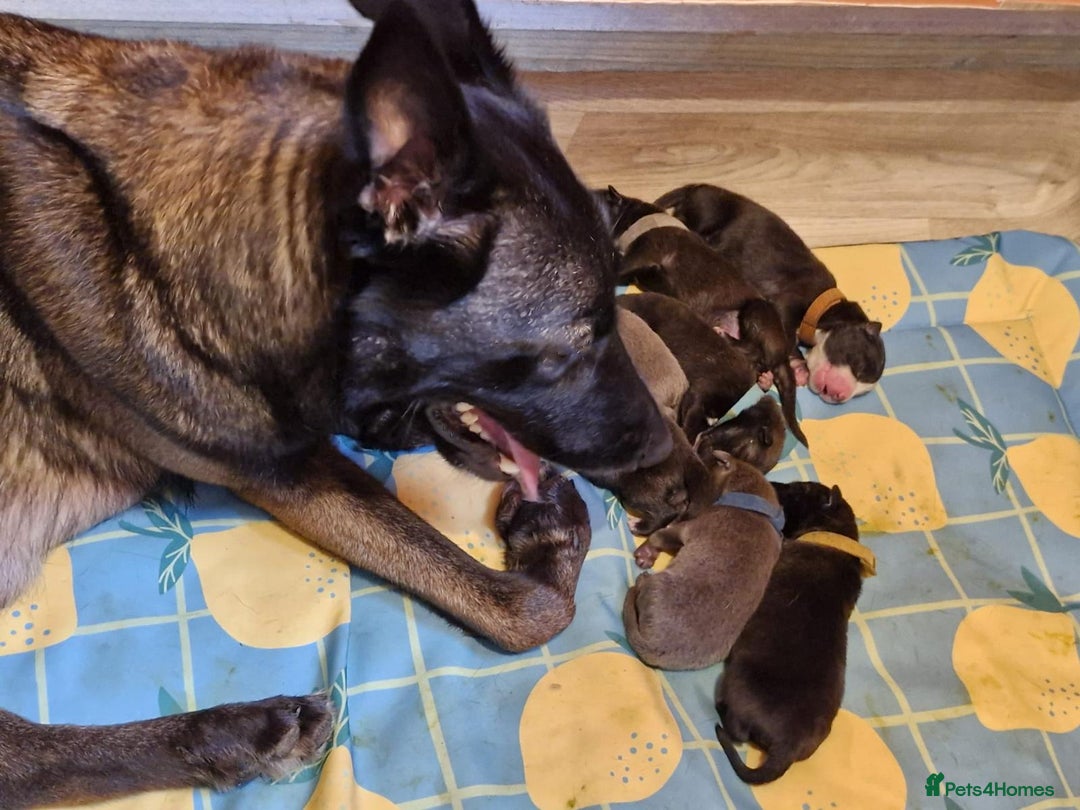 Mixed Breed dogs for sale: Belgian malinois x German shepherd puppies - Image 1