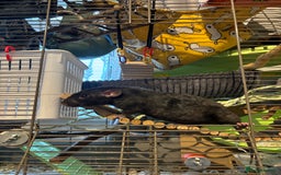 Rat rodents for sale: 3 male rats and massive amount of accessories  - Image 4
