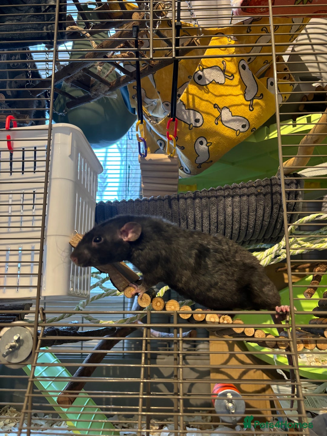 Rat rodents for sale: 3 male rats and massive amount of accessories  - Image 4