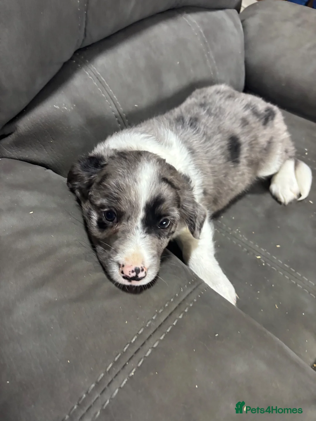 Mixed Breed dogs for sale: Border collie x cavalier King Charles spaniel pups in Armagh - Advert 2