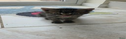 American Shorthair cats for sale: American Shorthair Kittens - Advert 3