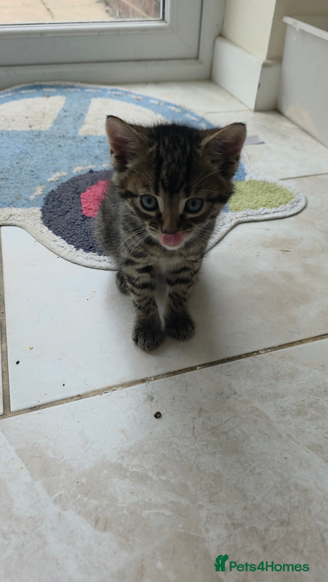 American Shorthair cats for sale: American Shorthair Kittens - Advert 3