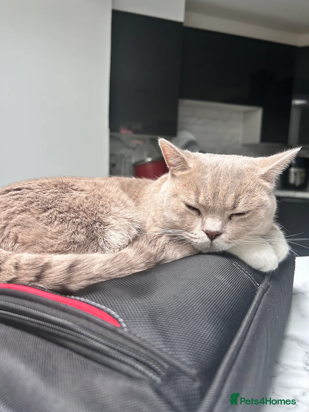 British Shorthair cats for sale: ❤️British Shorthair Cat for Sale❤️ - Advert 4