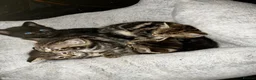 Mixed Breed cats for sale: 7 Beautiful Tabby Kittens For Sale in Brierley Hill - Advert 4