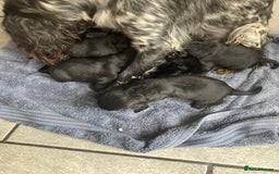 Cocker Spaniel dogs for sale: Working KC registered puppies  - Image 7