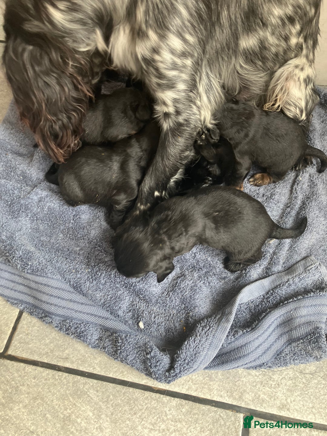 Cocker Spaniel dogs for sale: Working KC registered puppies  - Image 7