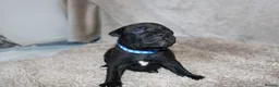 Staffordshire Bull Terrier dogs for sale: KC Staffords | Blue & Black | Champion Bloodlines - Advert 14