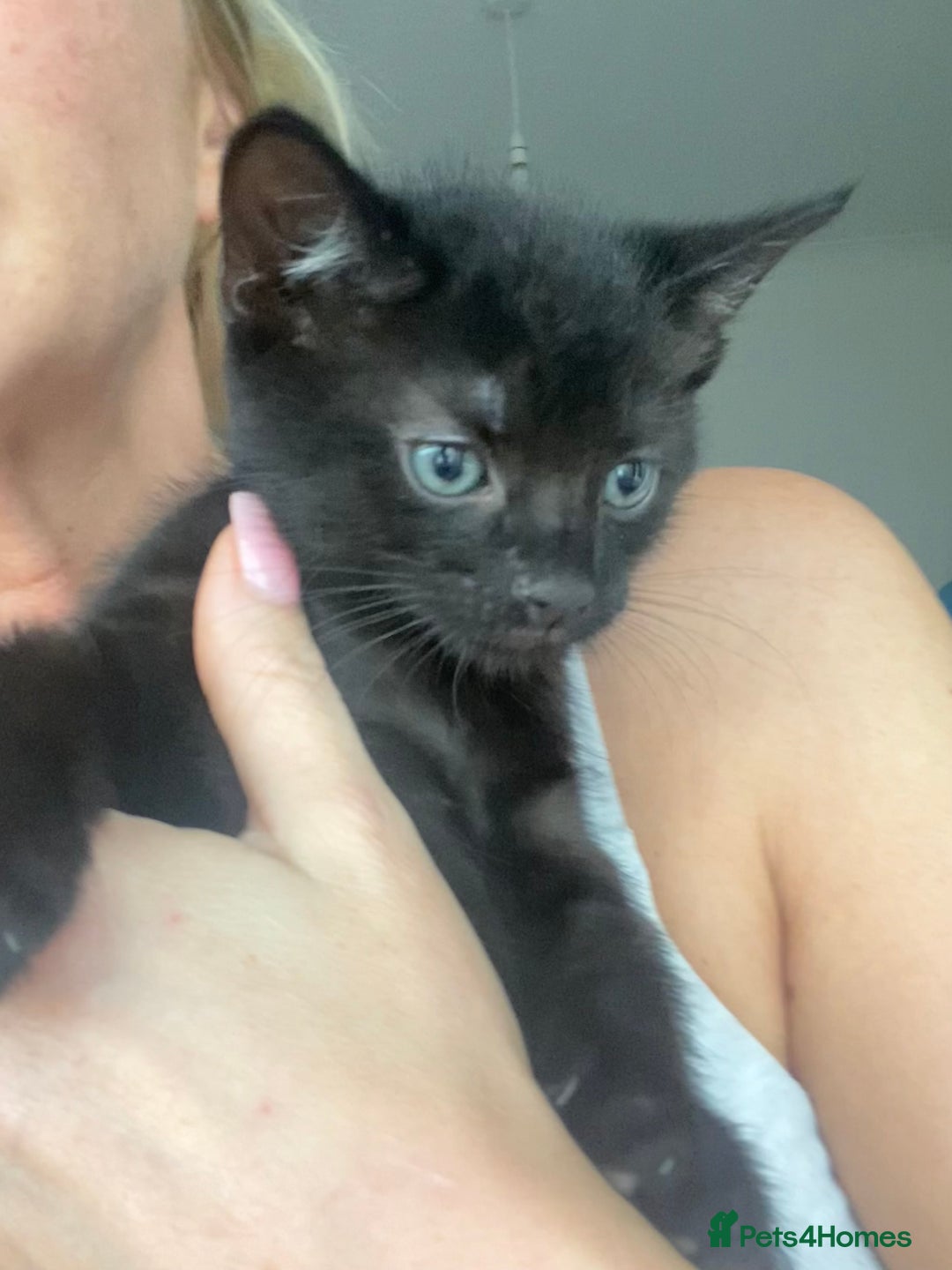 Mixed Breed cats for sale: 3 beautiful kittens for sale ready Friday 24/10 - Image 4