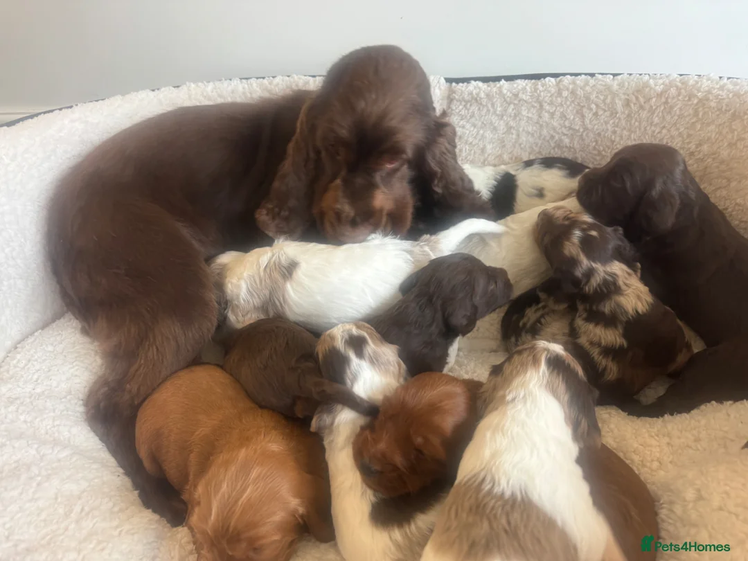 Cockapoo dogs for sale: BEAUTIUFL MIXED LITTER OF F1 COCKERPOOS - Advert 1