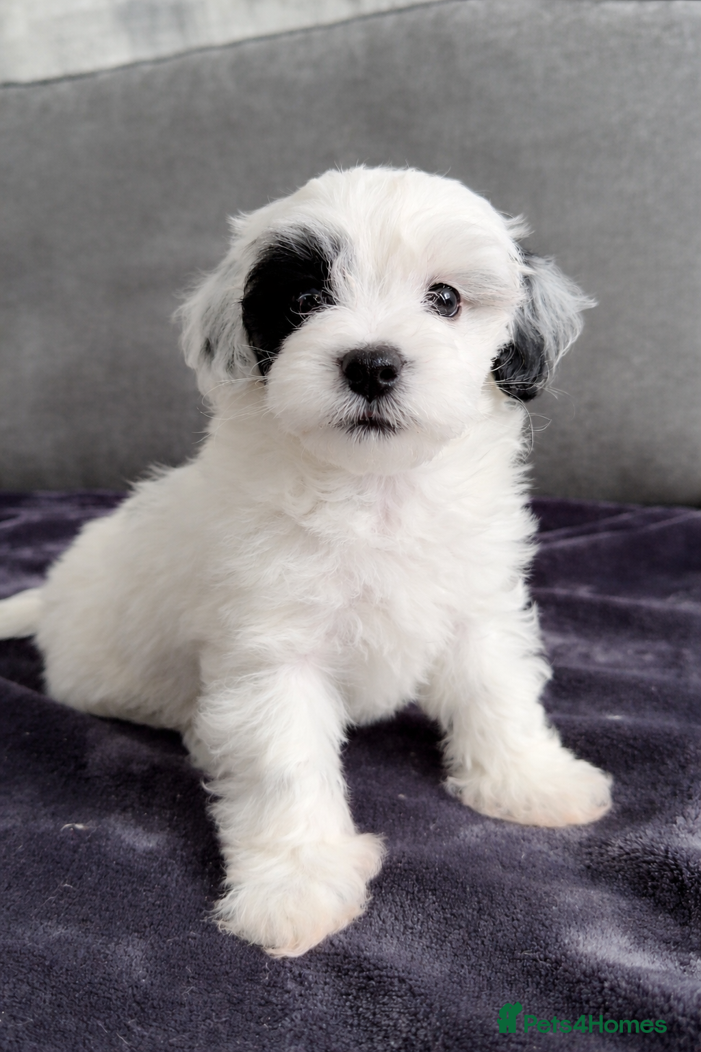 Maltipoo dogs Maltipoo Puppies-READY NOW - Advert 2