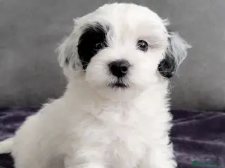 Maltipoo dogs Maltipoo Puppies-READY NOW - Advert 2