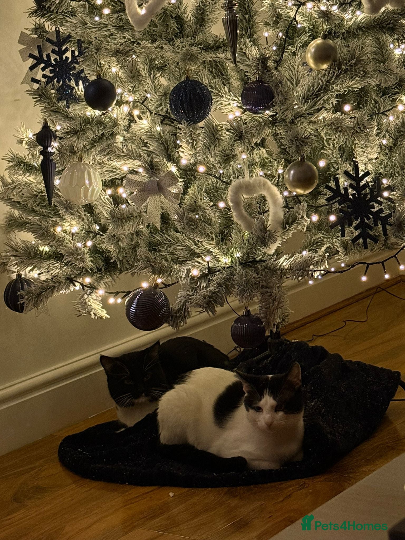 Mixed Breed cats Two young cats brothers - Advert 1