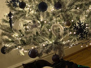 Mixed Breed cats Two young cats brothers - Advert 9