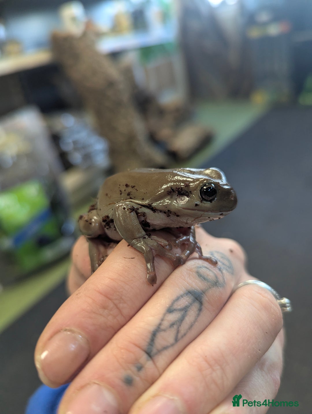 Bearded Dragon reptiles for sale: Variety of reptiles  - Advert 7