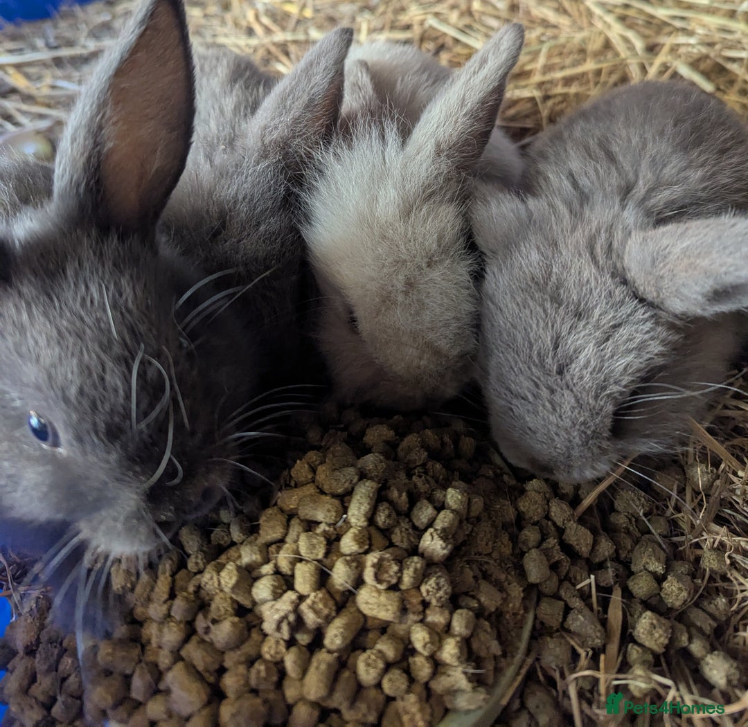 Lilac rabbits for sale: Beautiful baby lilac and blue bunnies - Image 3