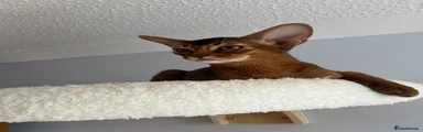 Abyssinian Kitten 7