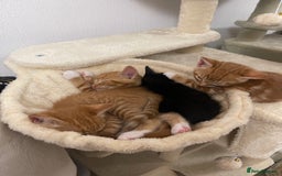 American Shorthair cats for sale: 4 male kittens for sale! - Image 25