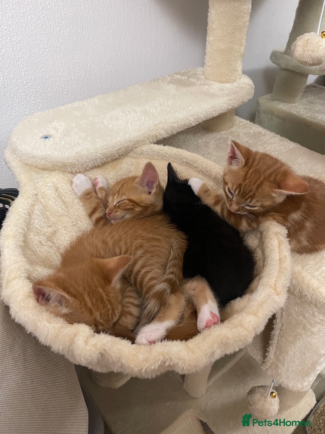 American Shorthair cats for sale: 4 male kittens for sale! - Image 25