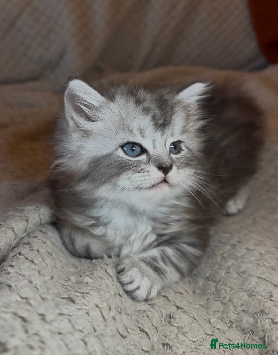Persian cats for sale: ALL SOLD! PERSIAN-RAGDOLL KITTENS - Image 6