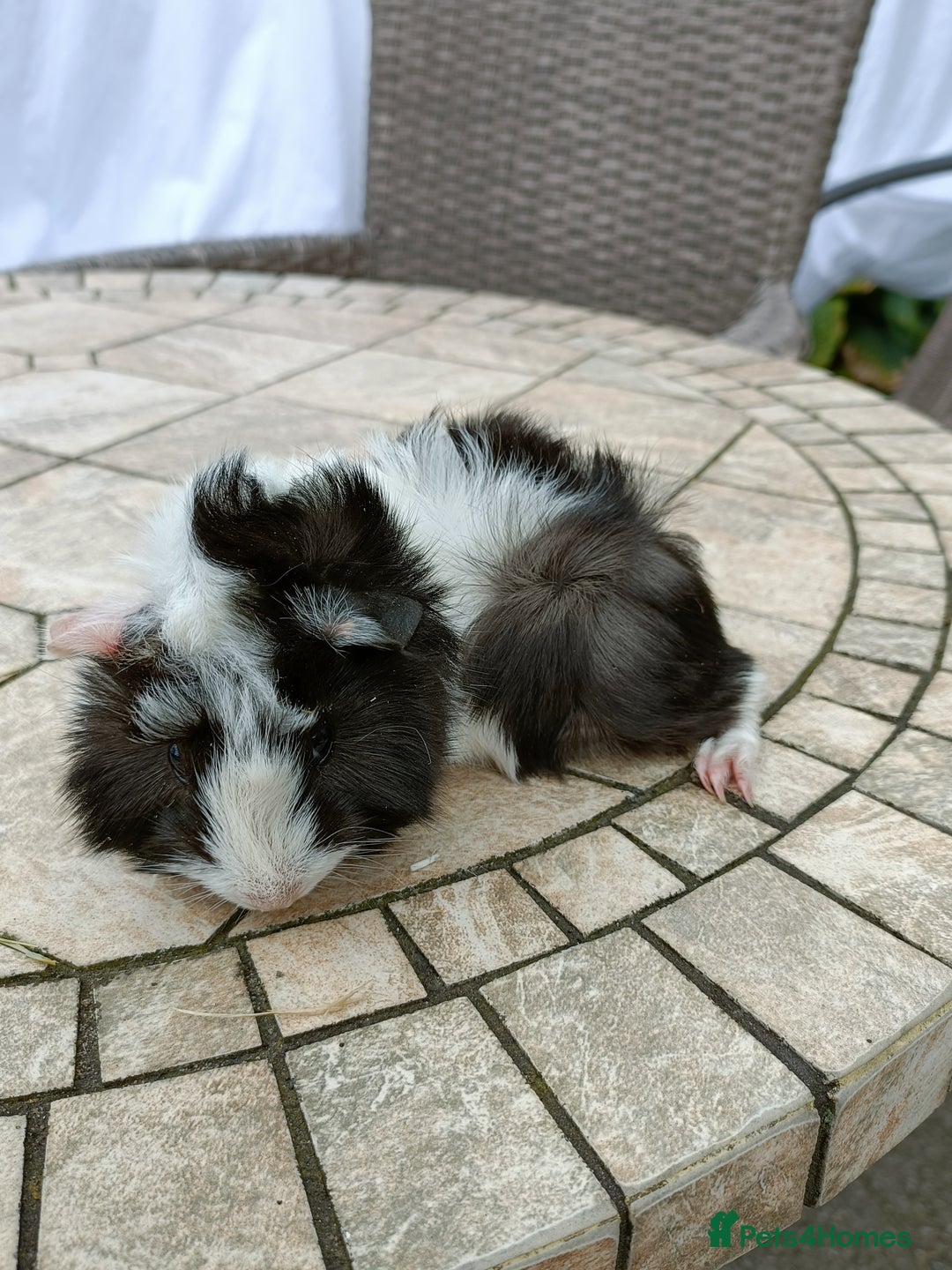 Guinea Pig rodents for sale: baby male guinea pigs various colours and types - Image 6