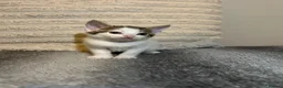 Mixed Breed cats for sale: 2 beautiful kittens ready to go now! - Advert 3