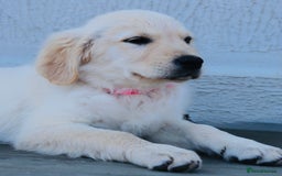 Golden Retriever dogs for sale: Golden retriever  - Image 18