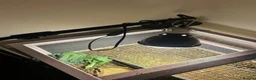 Tortoise reptiles for sale: Mediterranean Tortoise - Mylie - Advert 5