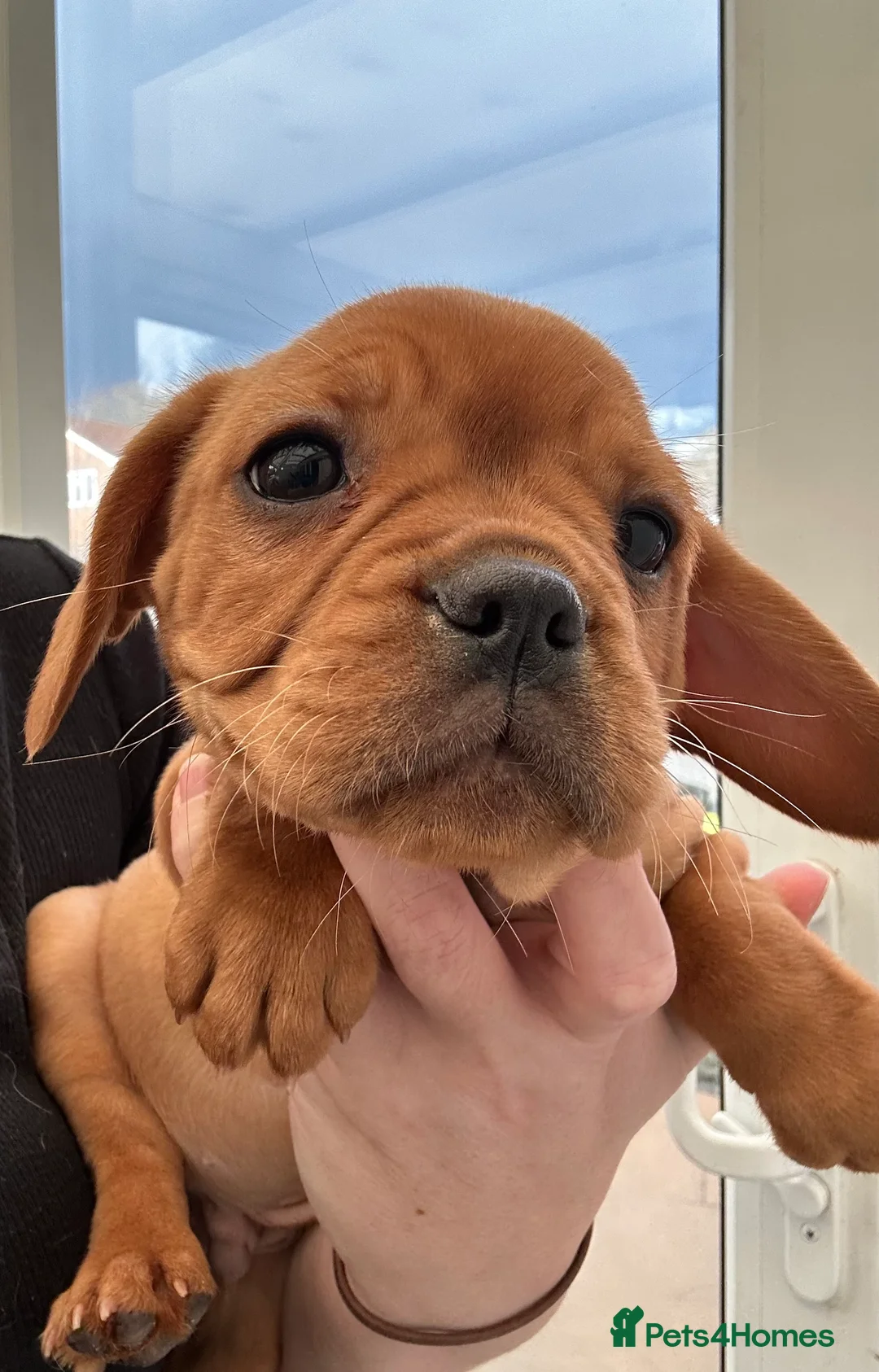 Mixed Breed dogs for sale: frenchel pups READY TO LEAVE - Advert 8