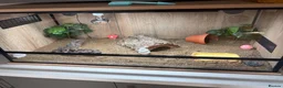 Tortoise reptiles for sale: Horsfield tortoise under 1 year  - Advert 3
